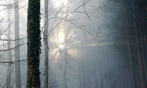 forest fog sun