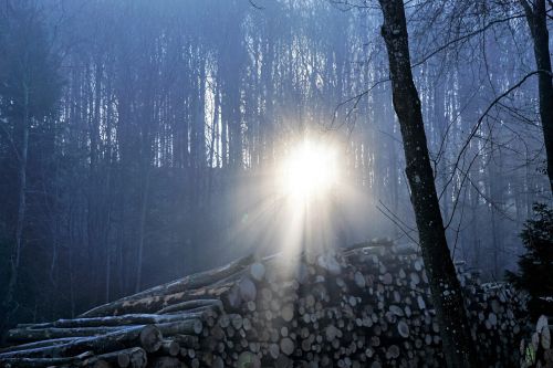 forest fog sun