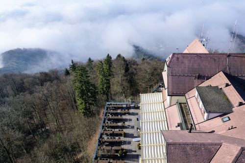 forest sun uetliberg