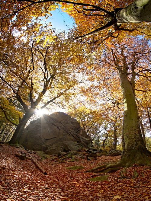 forest autumn rock