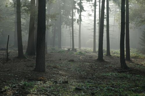 forest woods trees