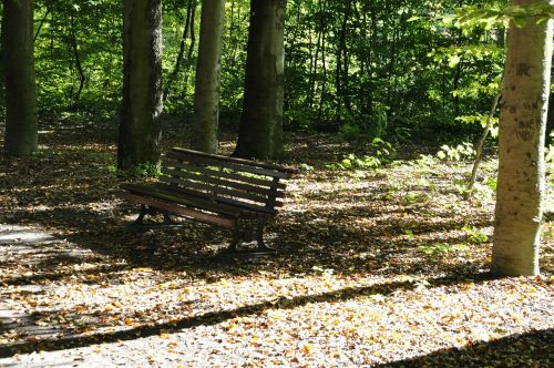 forest bank sunlight