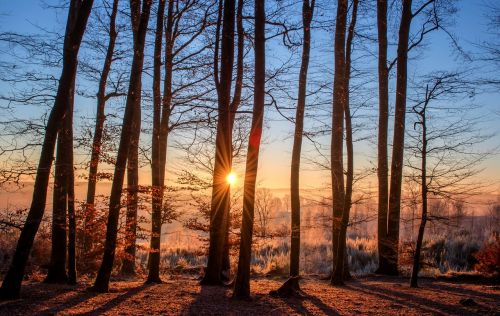 forest landscape sun