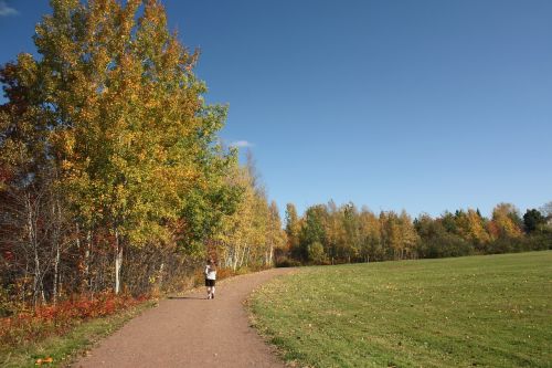 forest nature landscape