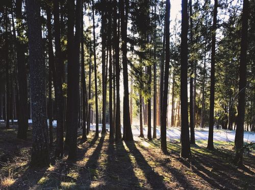 forest trees nature