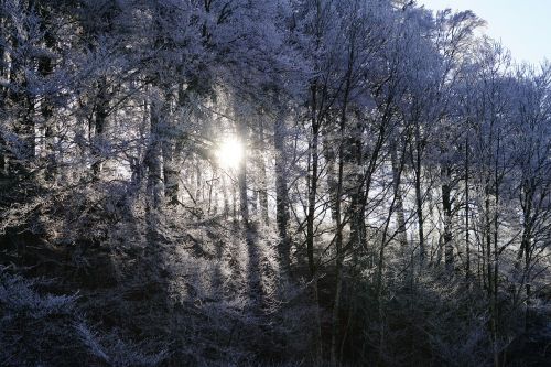 forest sunny hoarfrost
