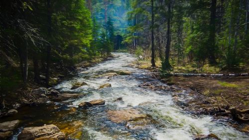 forest bach water