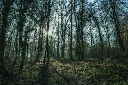 forest trees nature