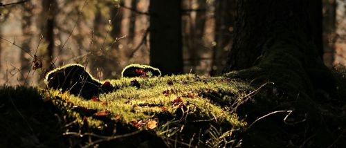 forest light mood