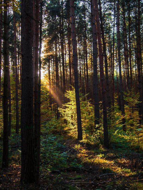 forest nature light