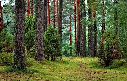forest forests tucholski poland
