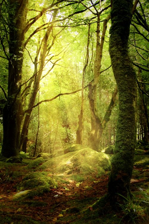 forest glade autumn