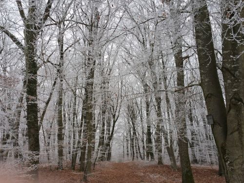 forest trees winter