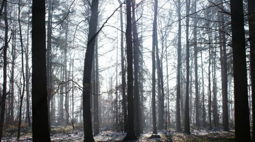 forest creepy fog