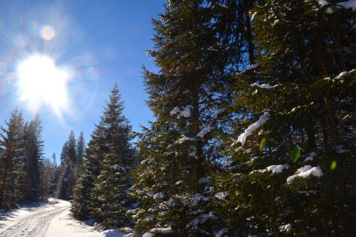 forest trees snow