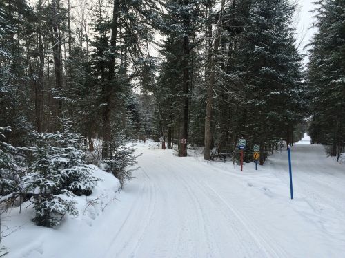 forest snow winter landscape