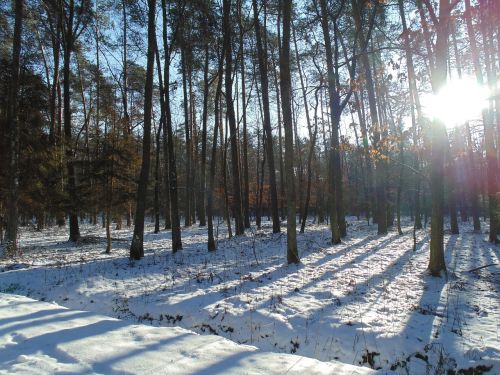 forest trees nature