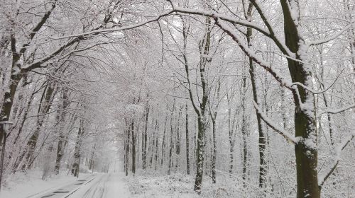 forest snow street