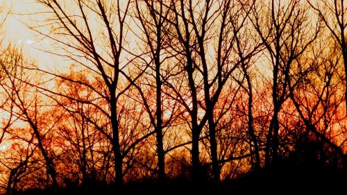 forest sunrise trees