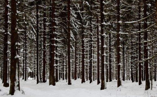 forest fir forest snow