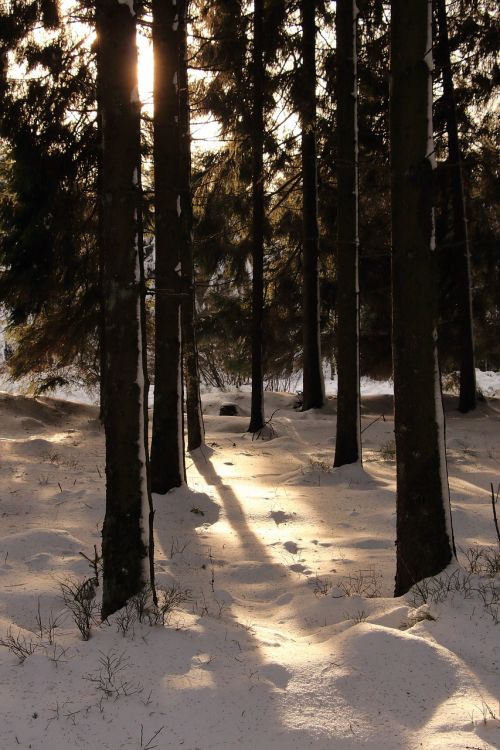 forest snow winter