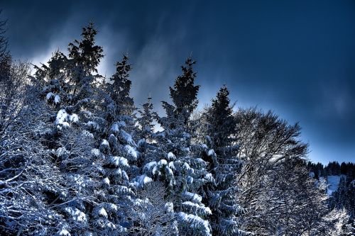 forest hdr winter