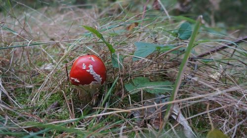 forest fungus red