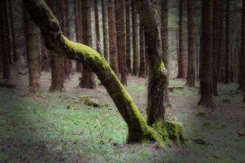 forest green trees