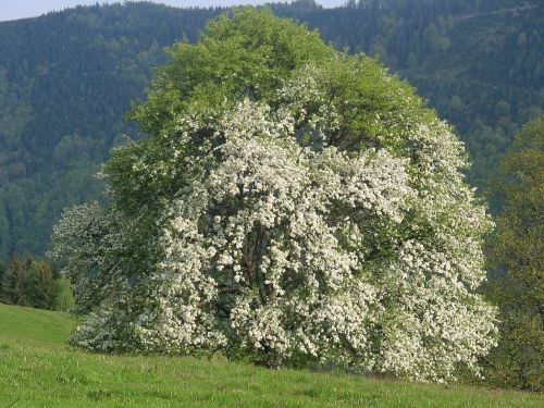 forest green trees