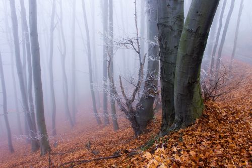 forest trees fog