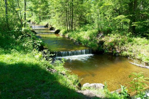 forest bach water