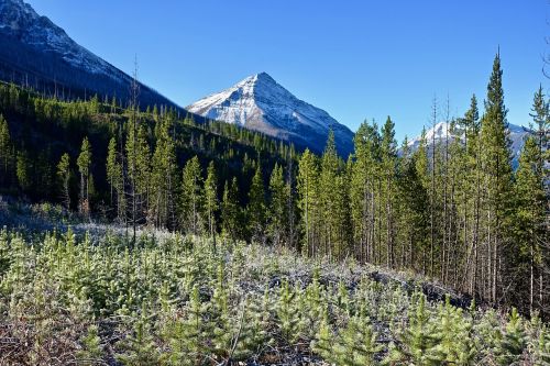 forest peak regrowth