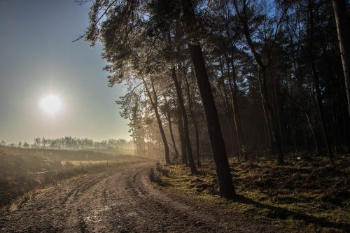 forest sunset landscape