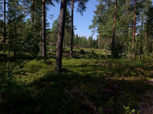 forest green trees