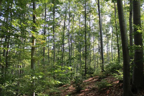 forest woodland nature