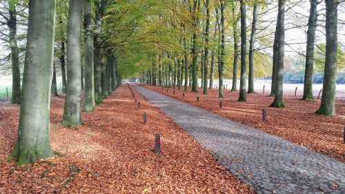 forest path belgium