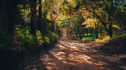 forest mato road