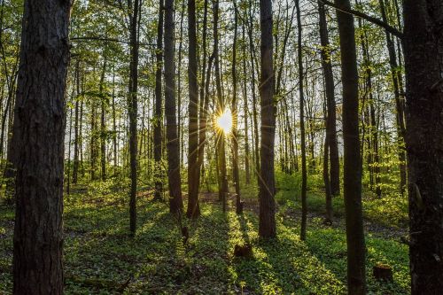 forest hike nature