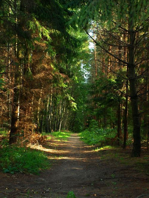 forest trees nature