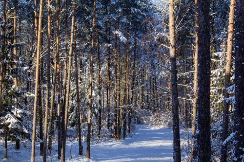 forest snow winter