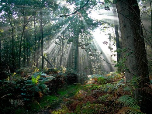 forest netherlands sun rays