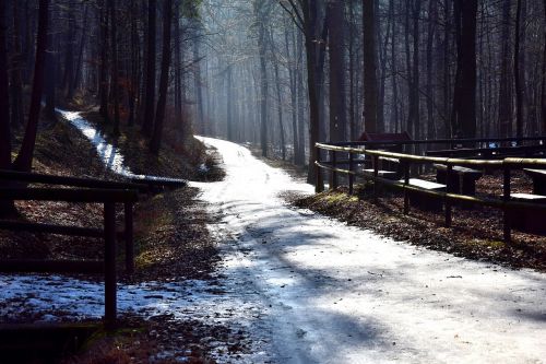 forest iced morning hour