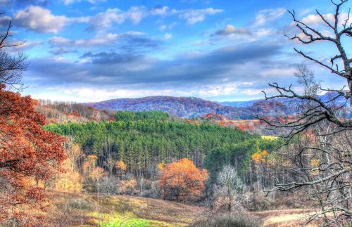 forest wisconsin autumn