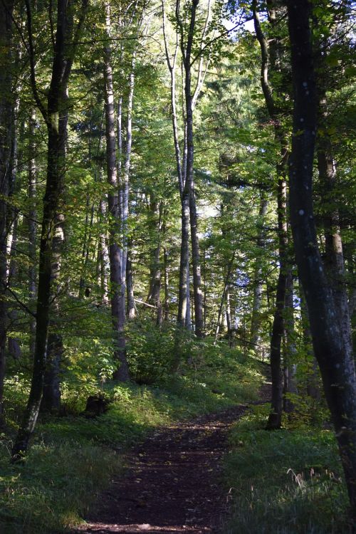 forest forest path nature