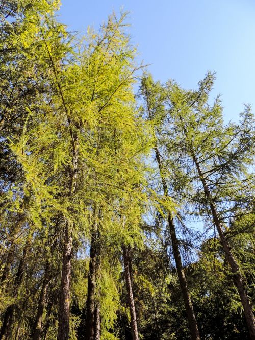 forest tree blue sky