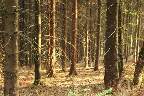 forest trees nature