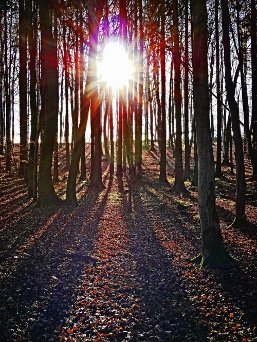 forest sunset abendstimmung