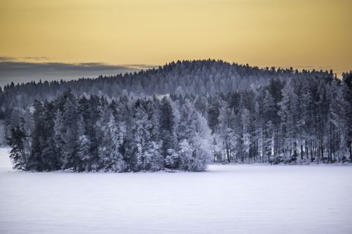 forest nature finnish