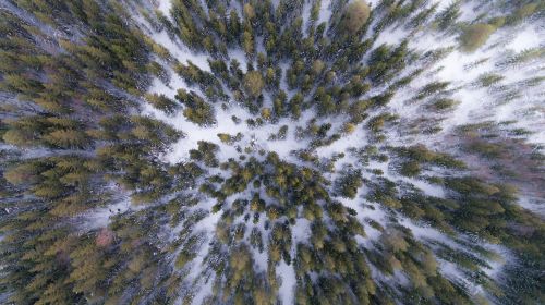 forest trees winter