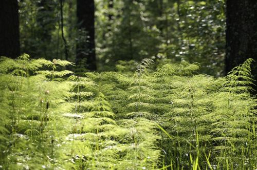 forest vegetation environment